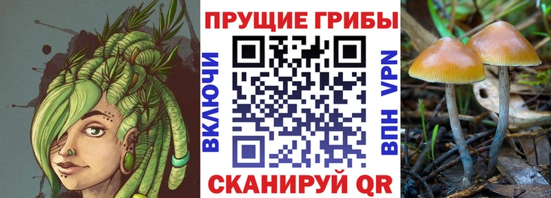 Псилоцибиновые грибы Psilocybine cubensis  Верея 